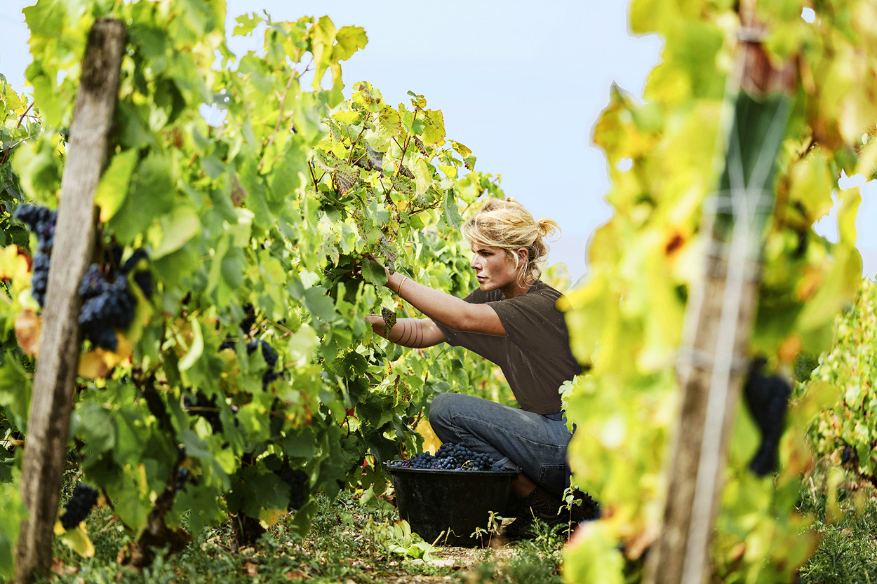 Our Top 5 Sustainable Wine Producers