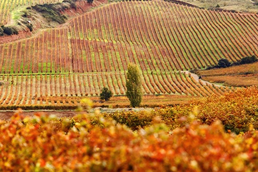 Regional Spotlight: La Rioja, Spain