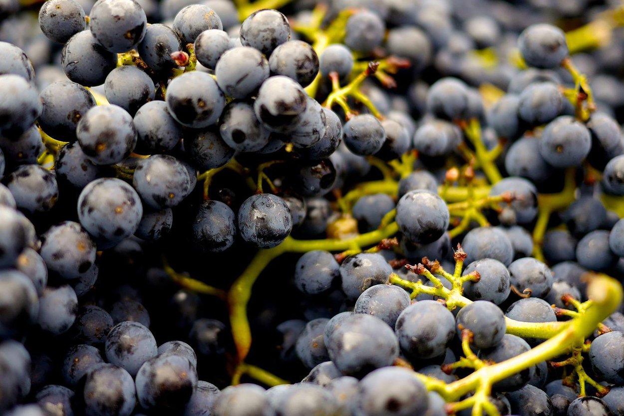 An Introduction to Pinot Noir