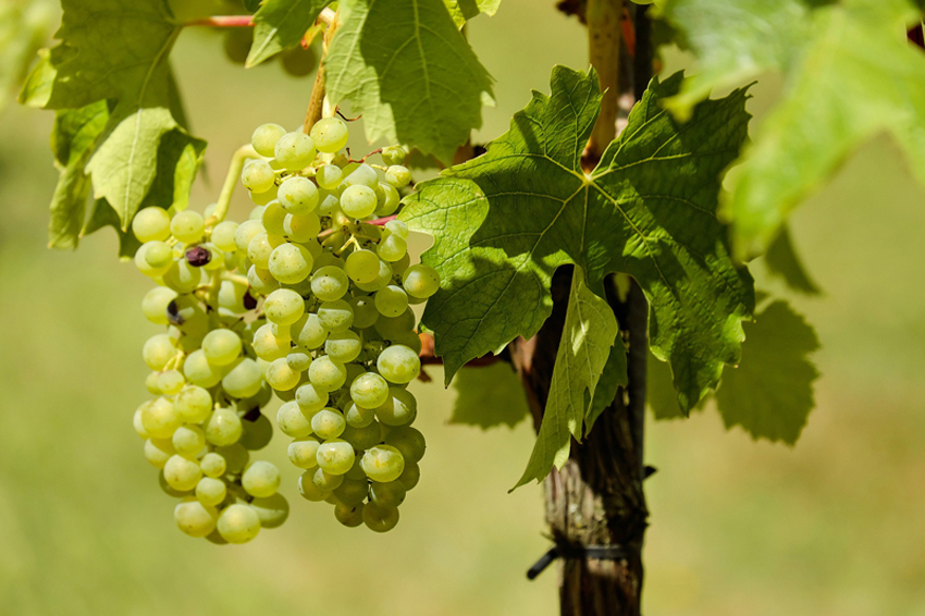 A quick guide to Sauvignon Blanc