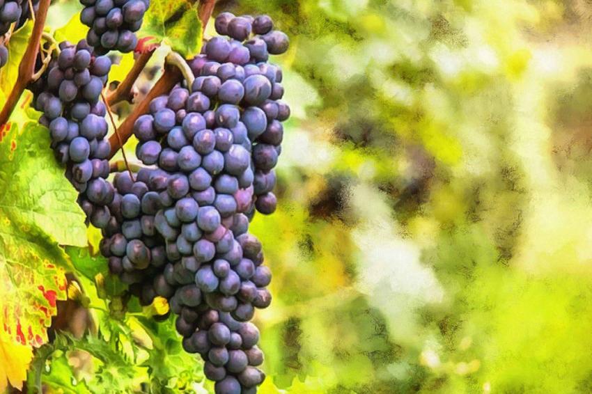 All You Need to Know About Malbec