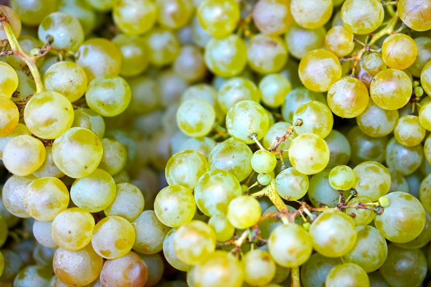All about Albariño