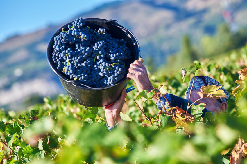 Grape Harvest