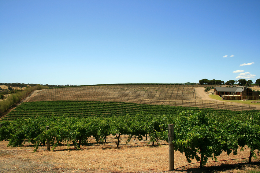 Barossa Valley Vineyard