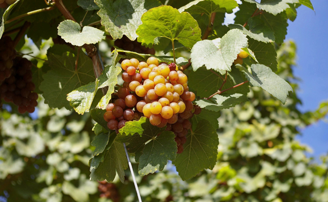 Garganega