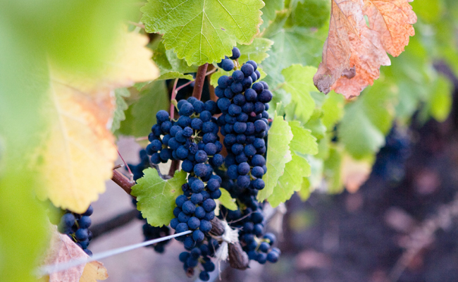 Nero d‘Avola