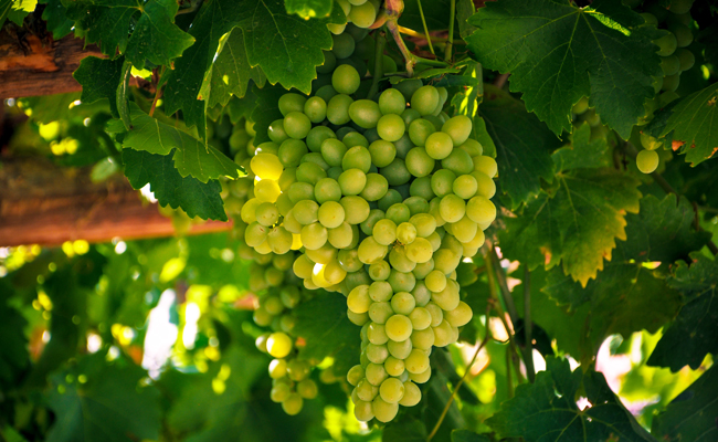 Melon de Bourgogne