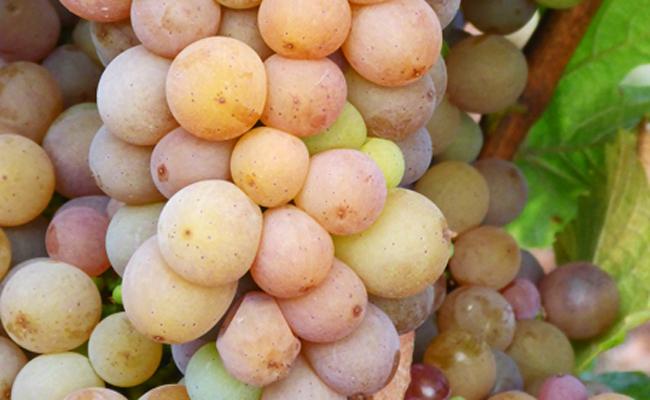 Pinot Gris