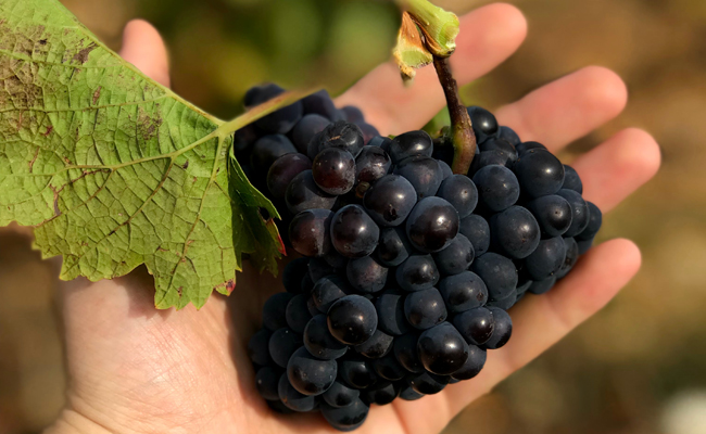 Tempranillo