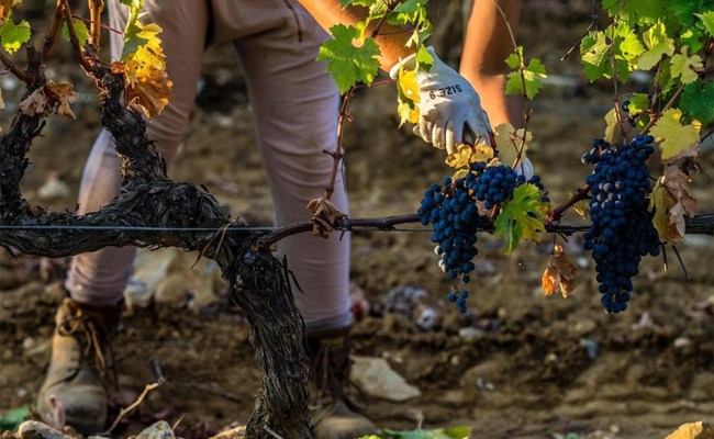 Tenuta San Guido