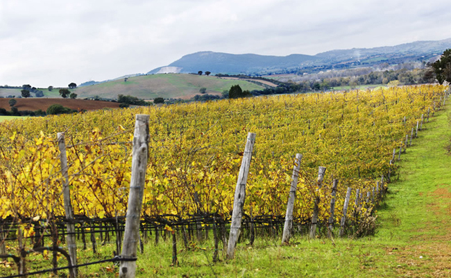 Fattoria Le Pupille