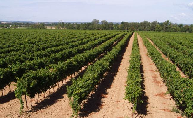 Les Vignobles Foncalieu