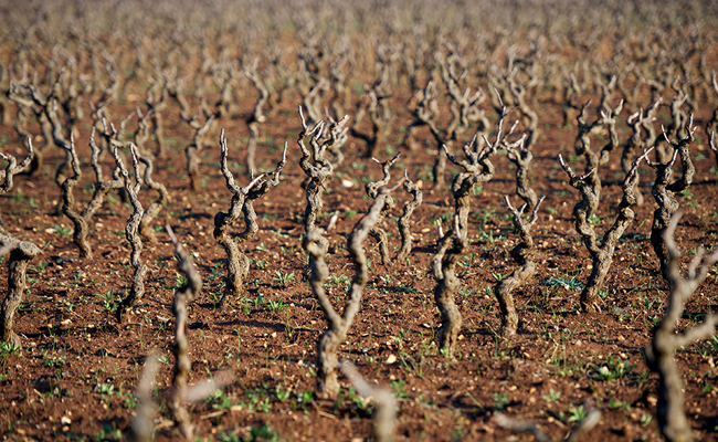 Vigneti del Salento