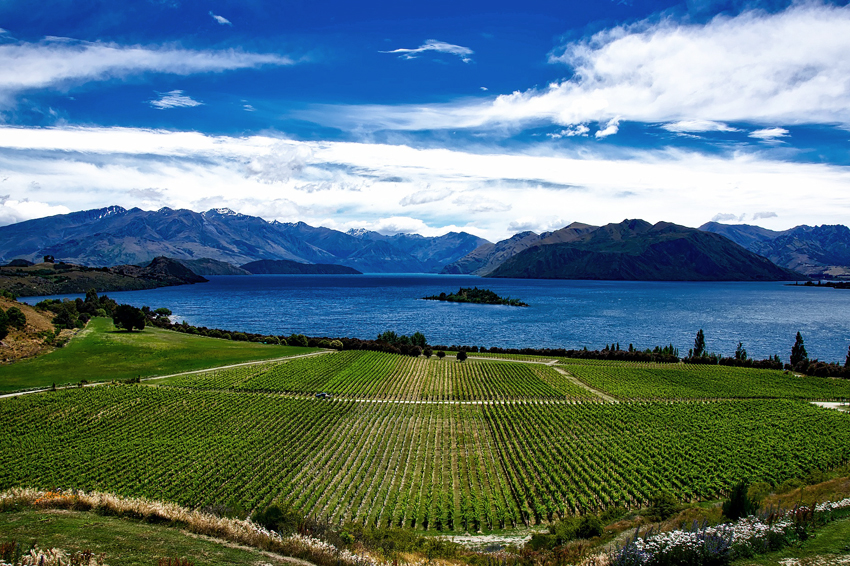 new zealand vineyards