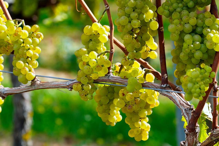 vineyard grapes