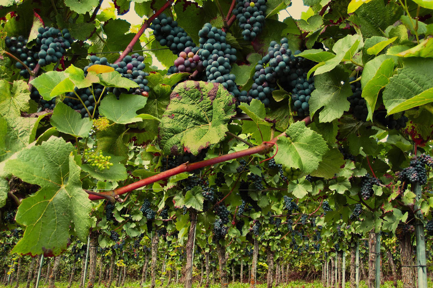 pinot noir vineyard in burgundy