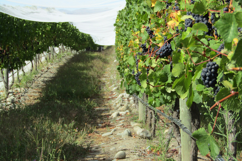 pinot noir vineyard in new zealand