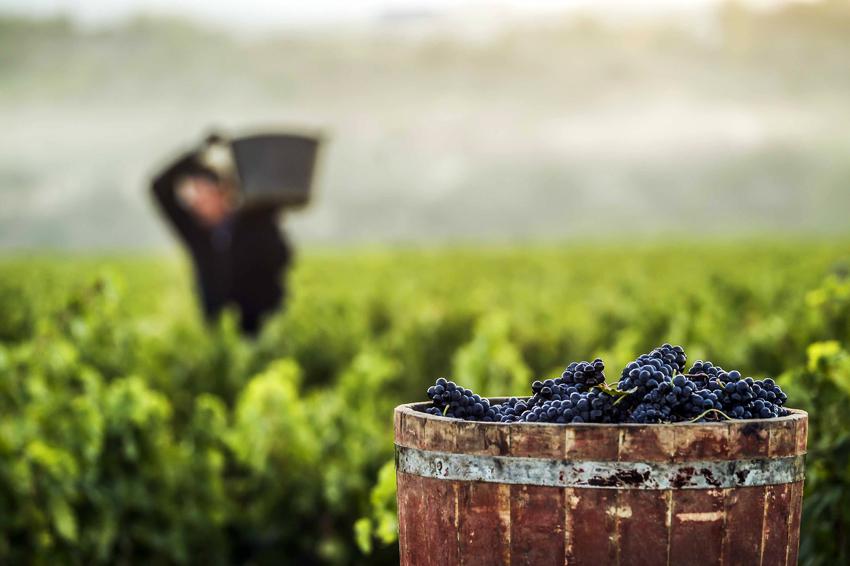 CVNE Cune grapes harvest