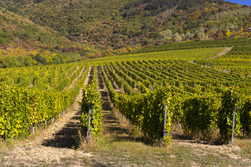 tokaj vineyard in hungary