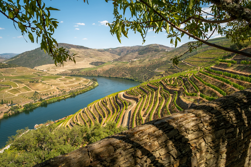 portugal vineyard