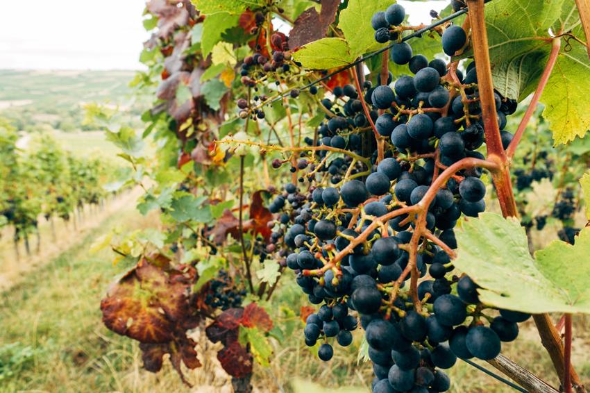 vineyard grapes