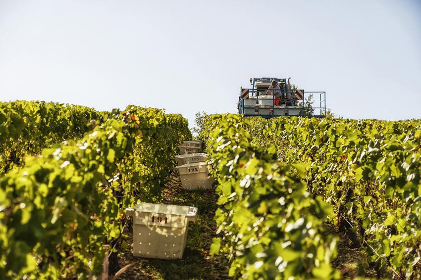 Jacques Boncoeur Vineyards