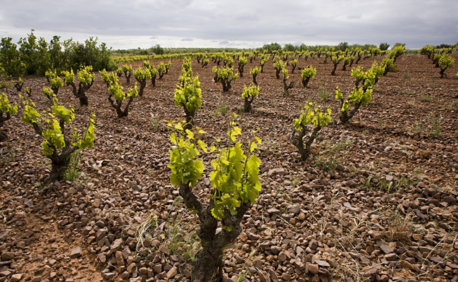 Ribera del Duero