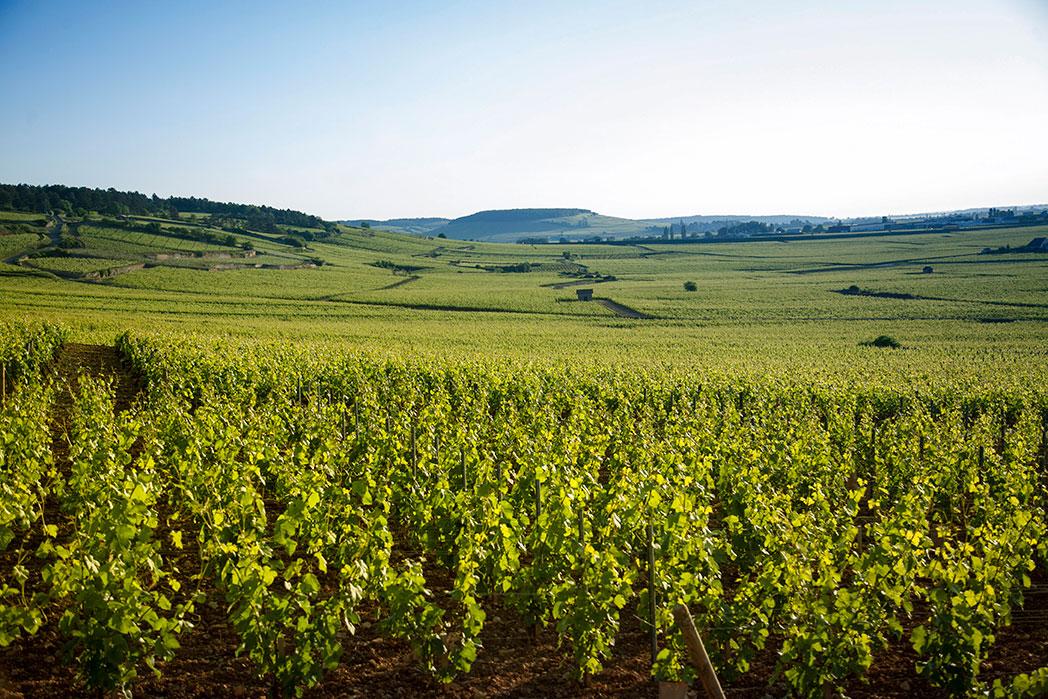 Chassagne-Montrachet