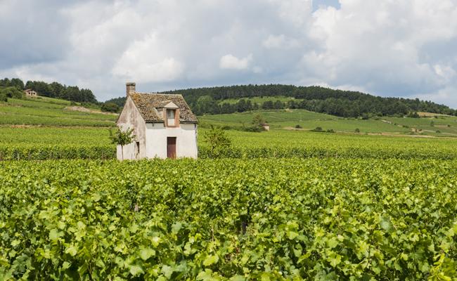 Cote de Beaune