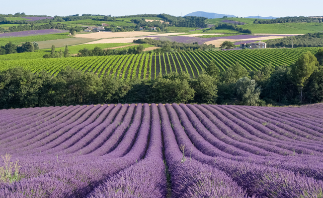 Cotes de Provence