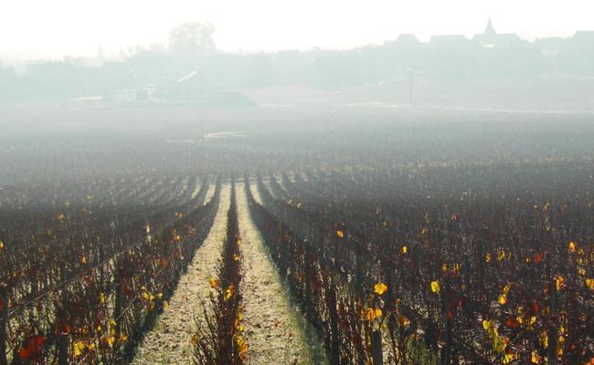 Puligny-Montrachet