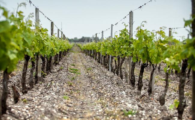 Medoc, Haut-Medoc & Moulis