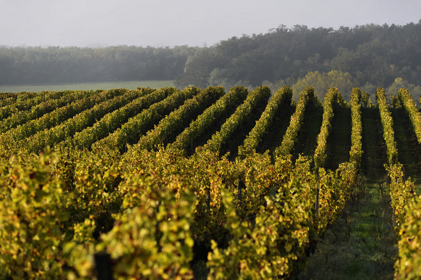 Clos des Lunes Vineyard