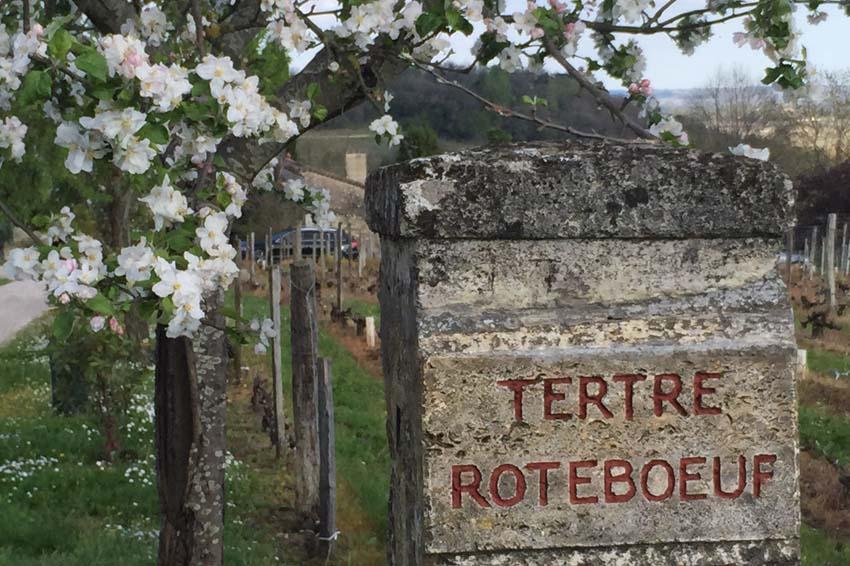 Tetre Roteboeuf