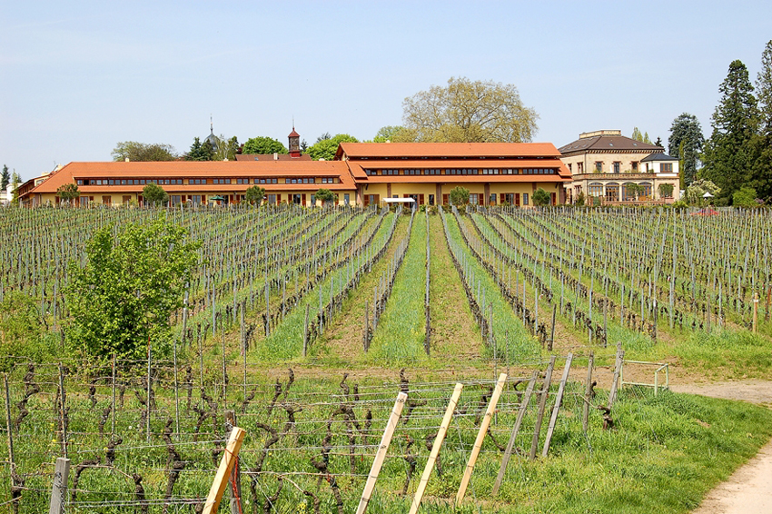 Villa Wolf Vineyards in Germany