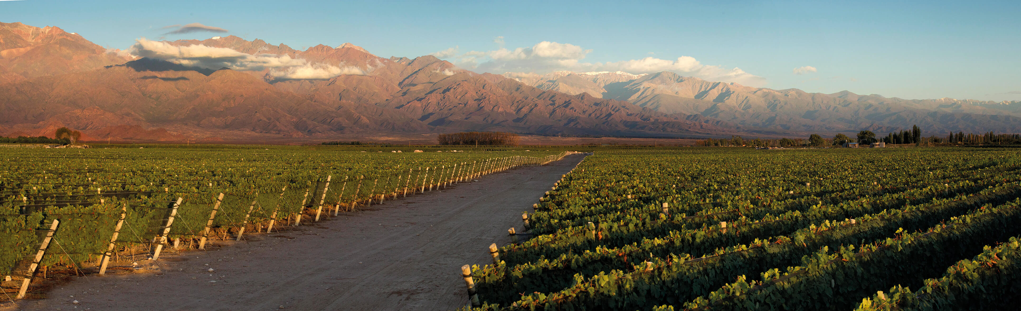 Zuccardi Vineyards