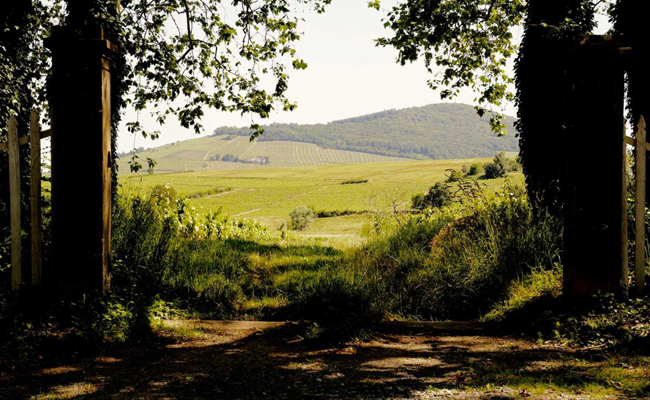 Domaine Jean Loron