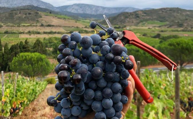 Domaine Pouderoux